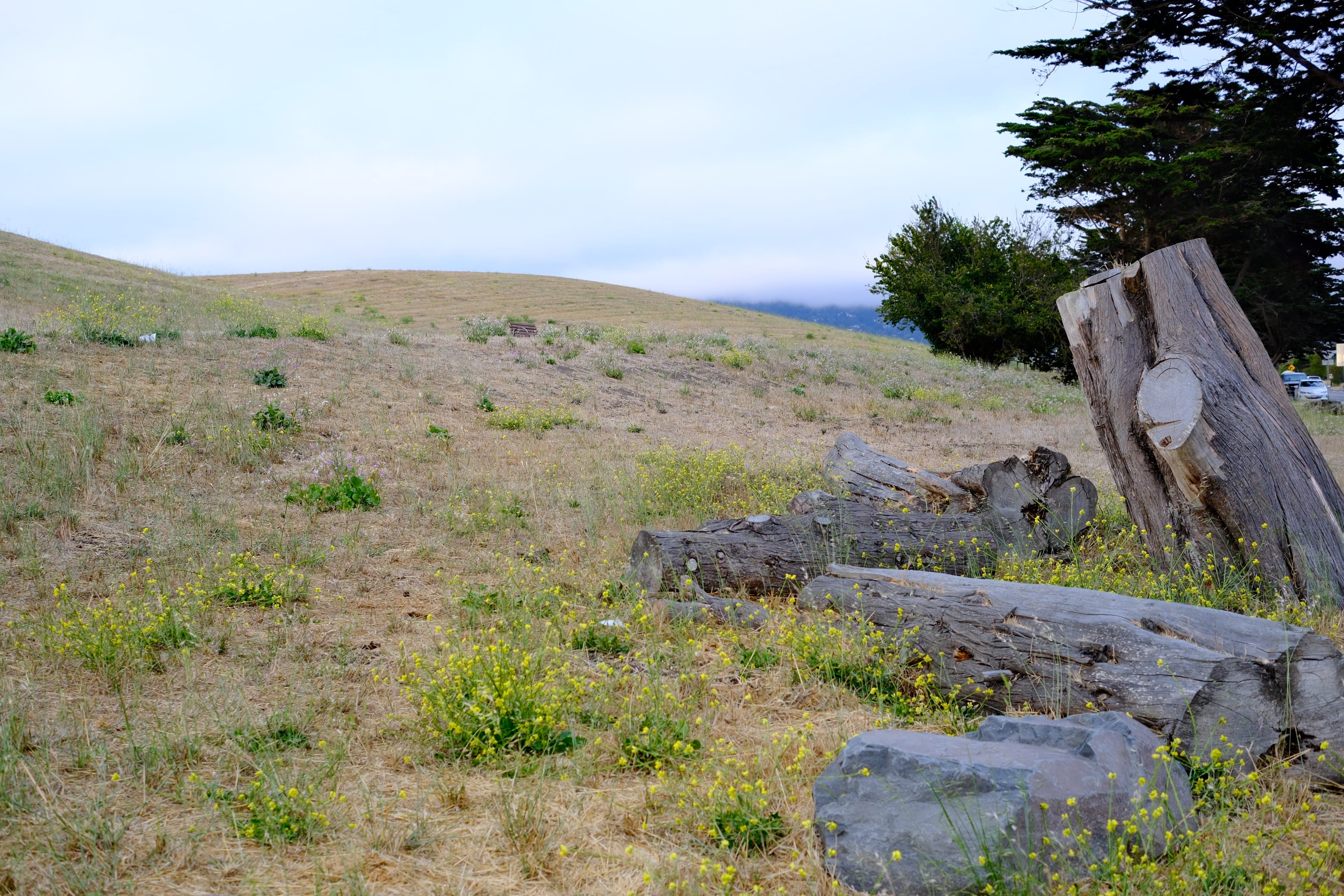 Photo berkeley_marina_caesar_chavez_logs