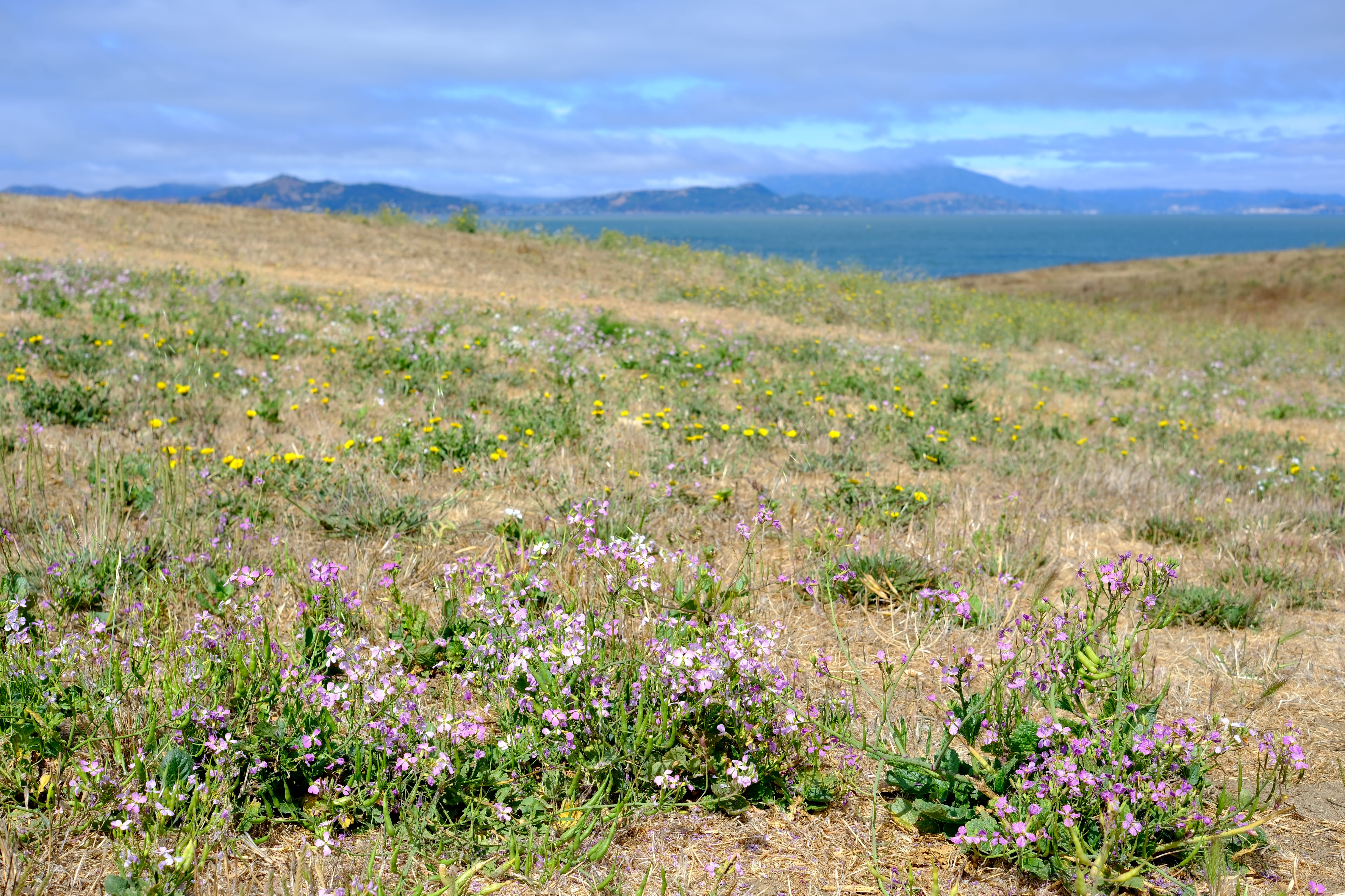 Photo berkeley_marina_caesar_chavez_wildflowers