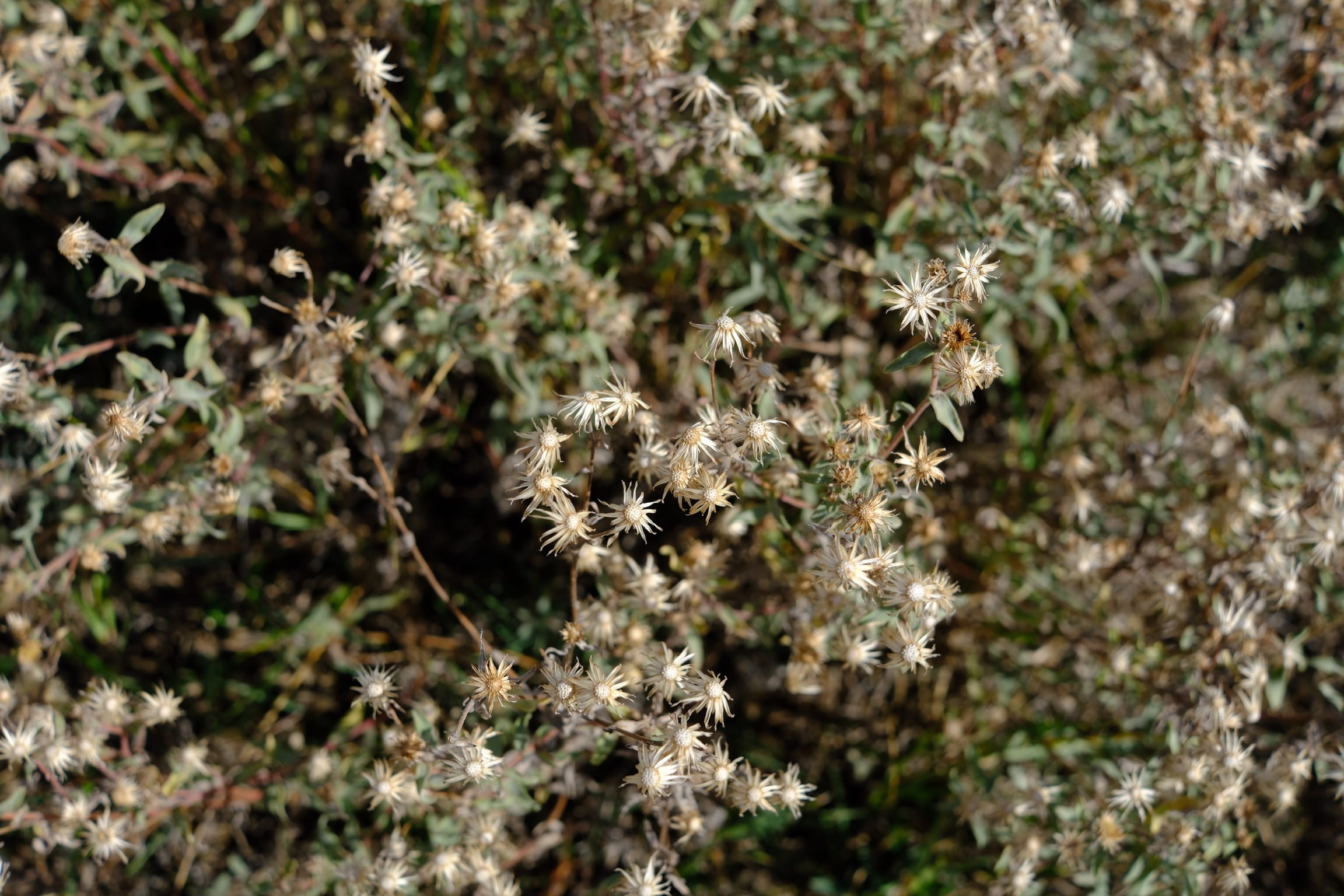 Photo teton_little_white_flowers
