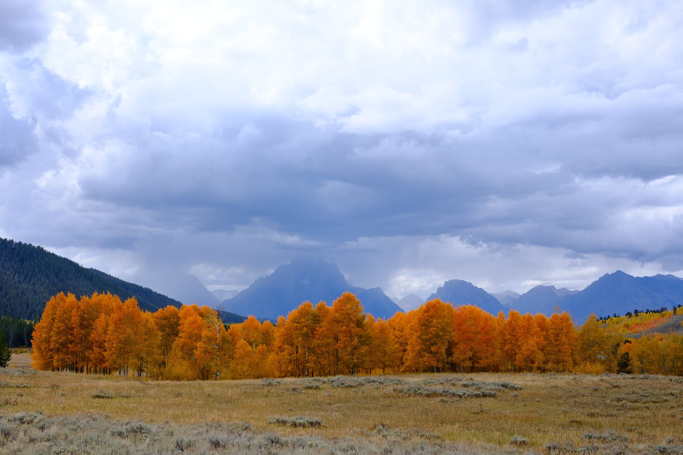 Photo teton_orange_trees