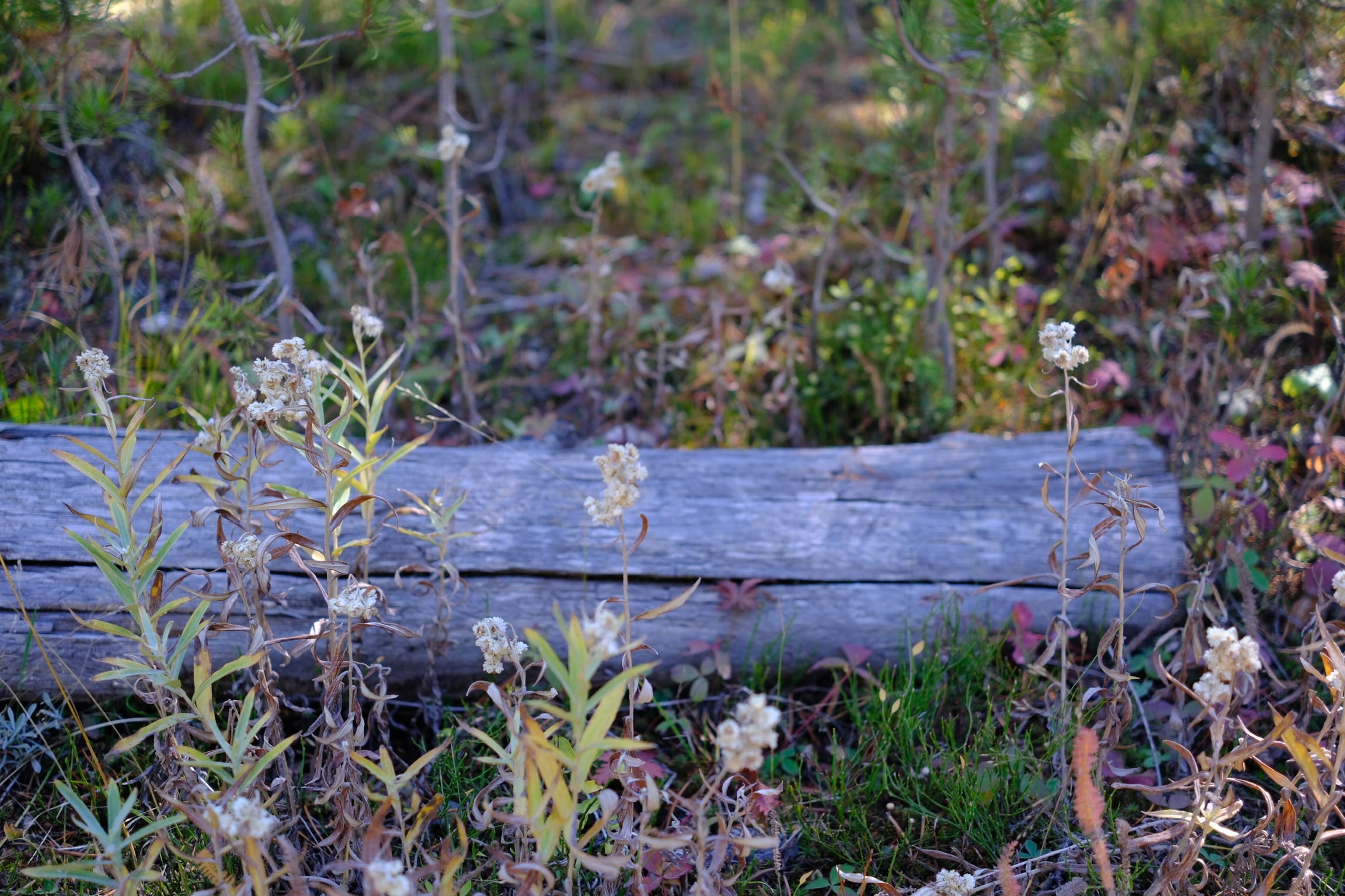 Photo yellowstone_log