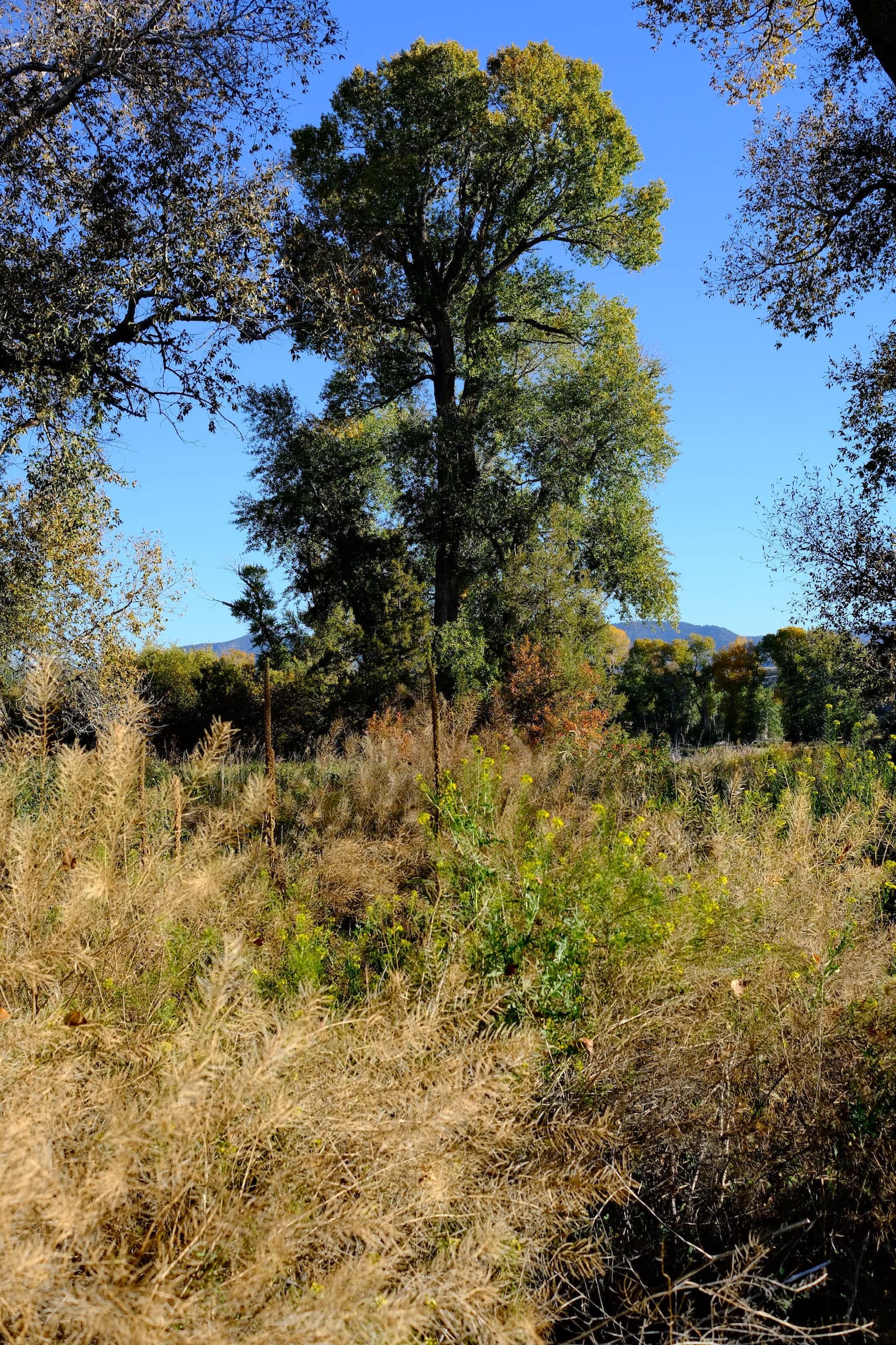 Photo yellowstone_under_canvas_river_bank